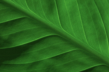 Abstract green striped nature background, vintage tone. green textured leaf of the plant. natural eco background.
