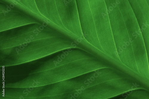 Abstract green striped nature background, vintage tone. green textured leaf of the plant. natural eco background. photo