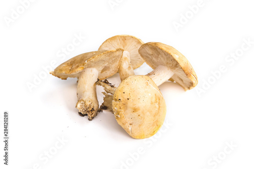 Champignons