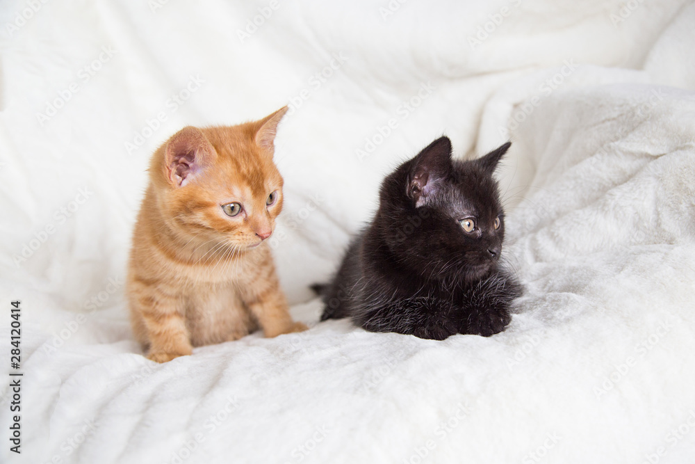 Fototapeta premium Chatons