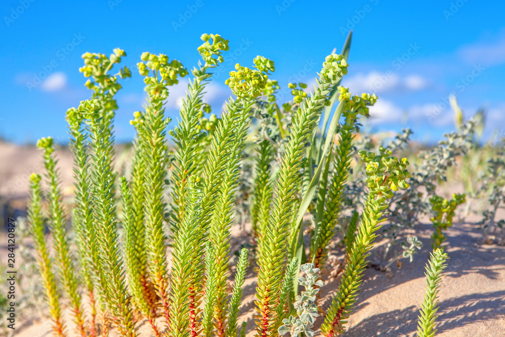 Fototapeta premium Green plants growing in the sand