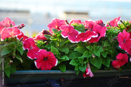 Pink Petunia in a potted terrace