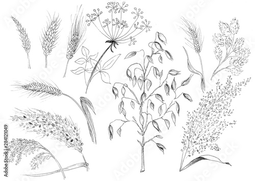 illustration cereals autumn graphics black and white drawing