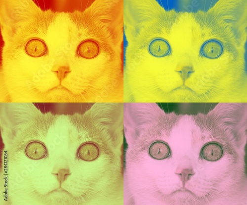 Retrato de gato warhol