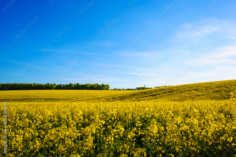 field of yellow rapeseed against the blue sky