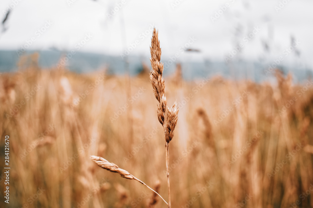 Fototapeta premium field of wheat