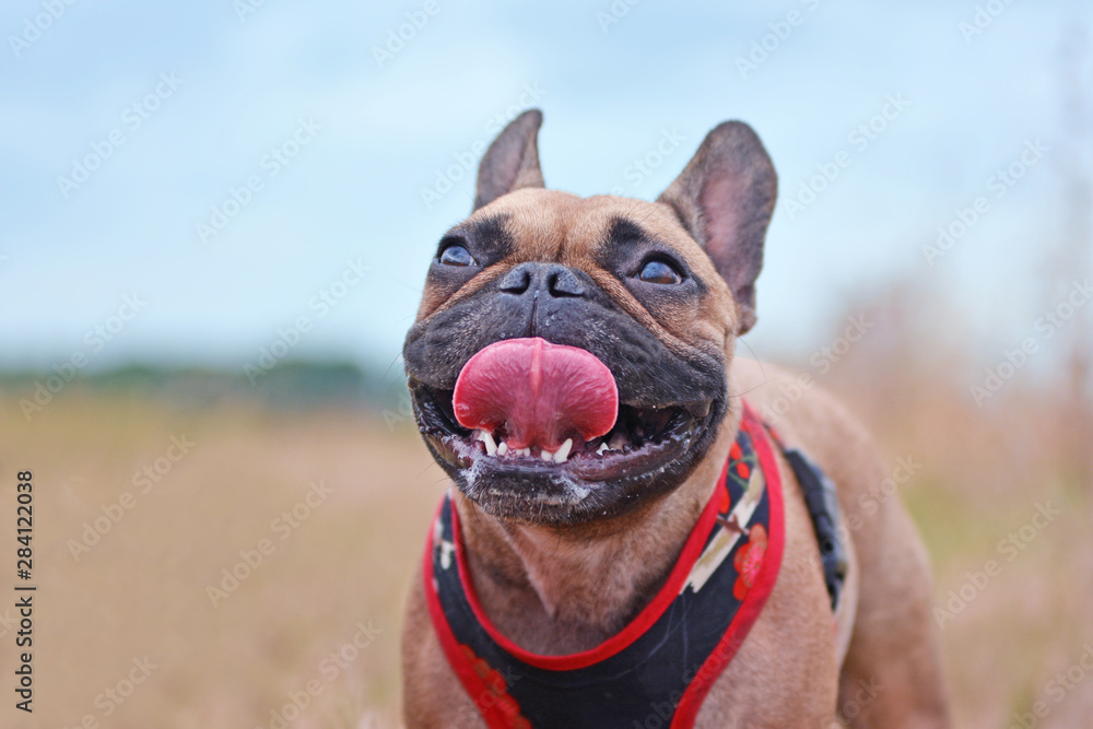 Portrait of happy brown French Bulldog dog with tongue out on blurry field background - obrazy, fototapety, plakaty 