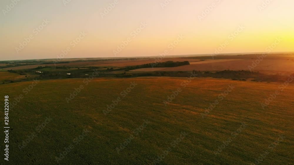 Aerial photography of a sunflower field at sunset. Green sunflower field with a bird's eye view Aerial photography of a sunflower field at sunset. Green sunflower field with a bird's eye view