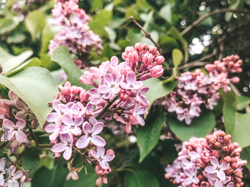 Lilac flowers, flower beautiful background.