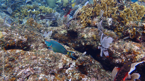 Parrotfish swimming around the rock and coral reefs. © Joni