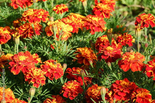 Tagetes patula, flowering plant in the daisy family, shades of yellow and orange © Luidmila Spot