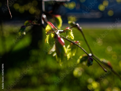 the sun shines through the young hazel leaf in spring, Moscow.