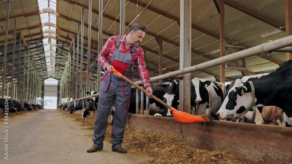 Farmer in a cowshed on a dairy farm. Farmer in a cowshed on a dairy farm.