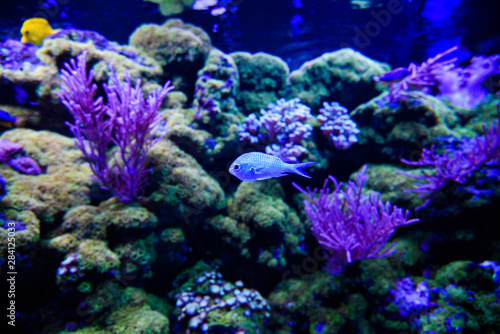 Cudowny i piękny podwodny świat z koralowcami i tropikalnymi rybami.