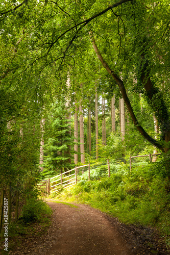 Exmoor National Park: Dunster Forest © bravajulia