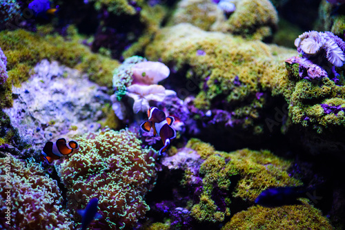 Wonderful and beautiful underwater world with corals and tropical fish.