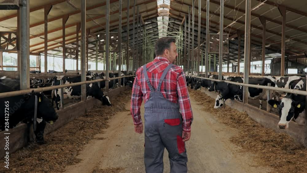 Farmer in a cowshed on a dairy farm. Farmer in a cowshed on a dairy farm.