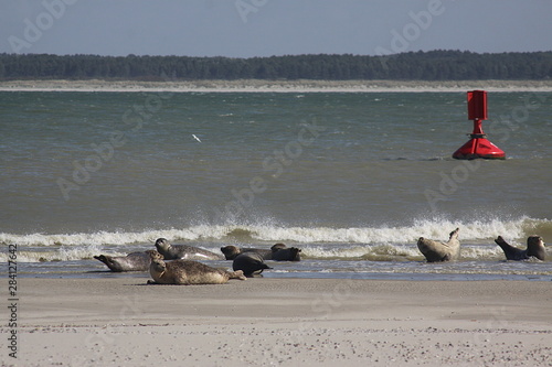 Phoques en Baie de Somme photo