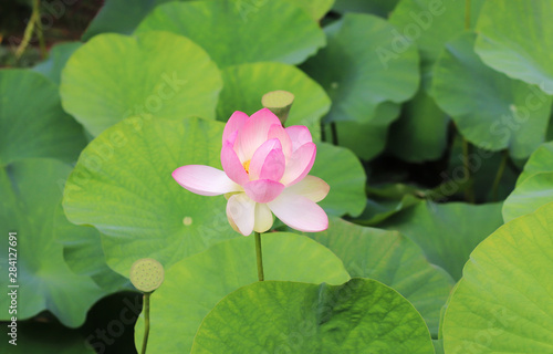 pink lotus flower between lotus leaves