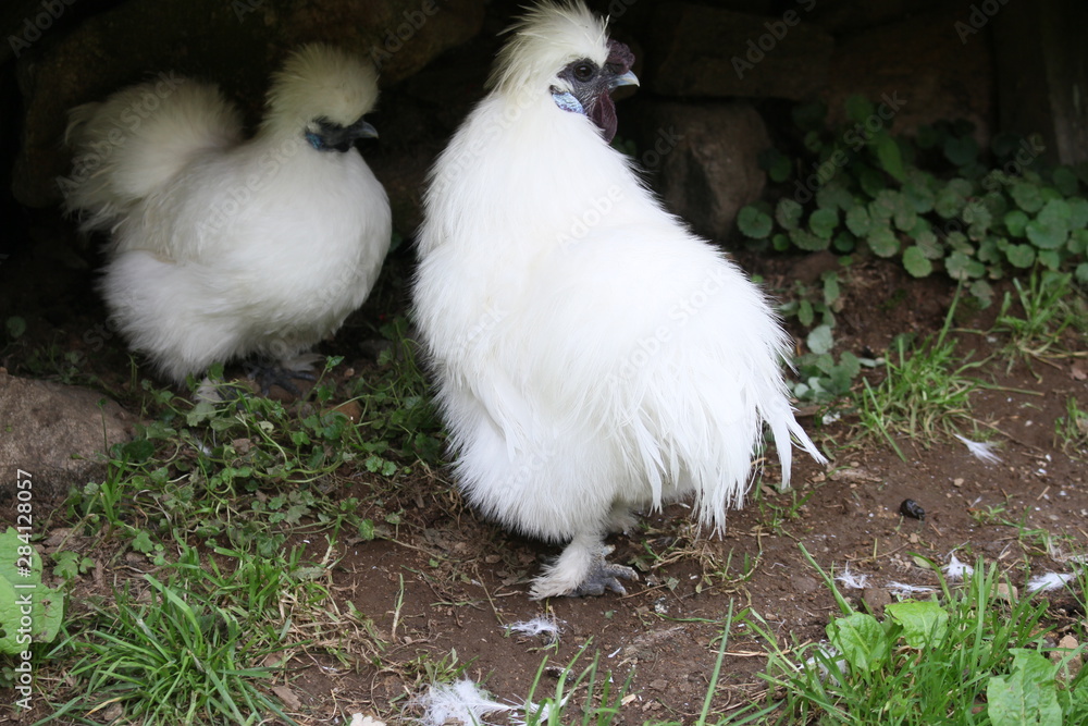 Fototapeta premium Dachsteingebirge