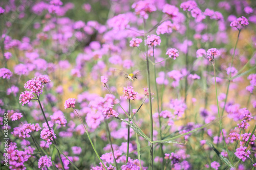 Pink flowers garden field with copy space for you design  background concept.