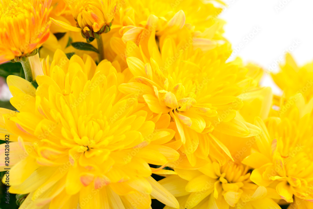 Obraz premium Flowers of chrysanthemum.