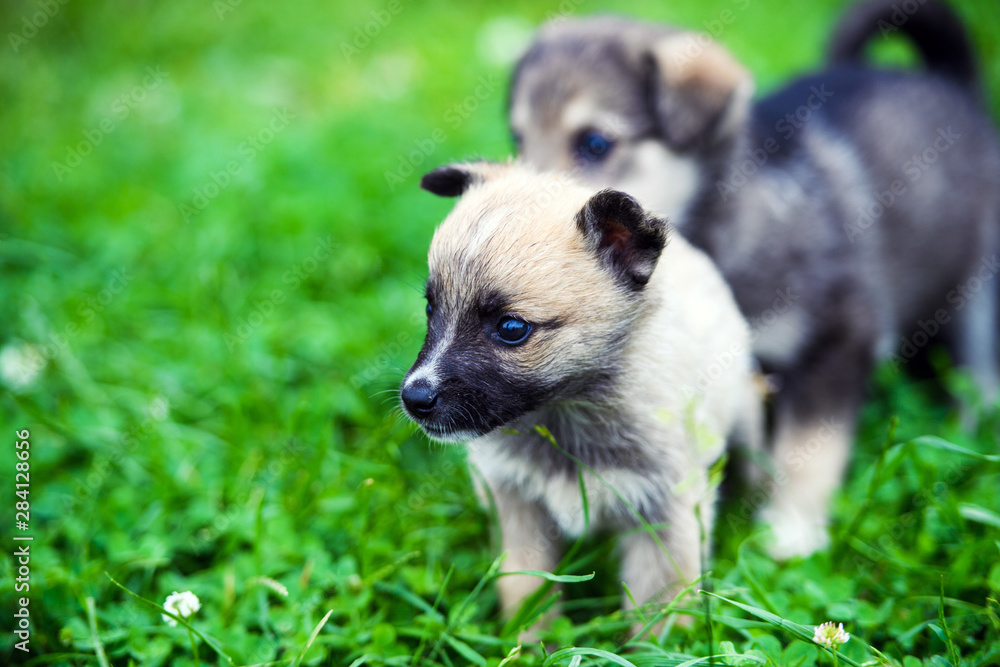 Cute puppy on green grass