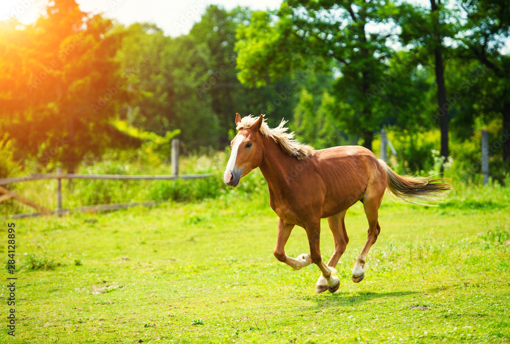 Horse run gallop in summer meadow