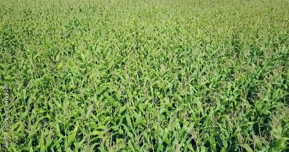 4K Aerial view of plantation green corn field. Corn field top view 4K Aerial view of plantation green corn field. Corn field top view