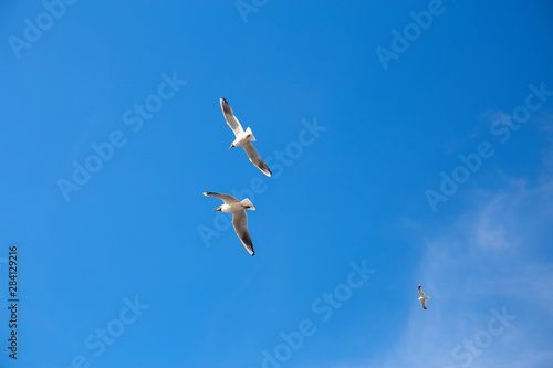 A white seagull soaring high in a blue sky.