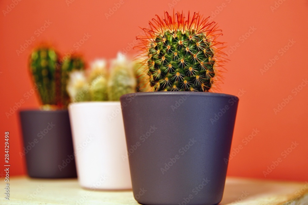 Living Coral color of the Year 2019. Background with cactus against a vibrant coral pink background. Trendy tropical plant. Art Concept. Creative Style. Sweet coral fashionable cactus Mood