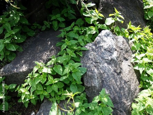 Large stones, boulders, overgrown with exotic herbs photo