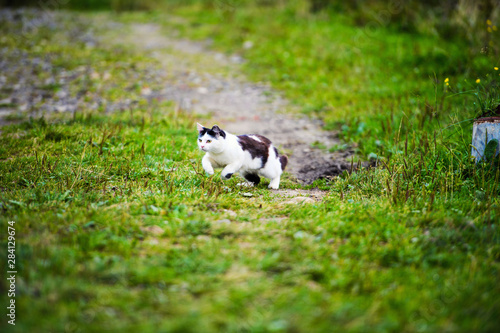 hunting cat jumping through grass