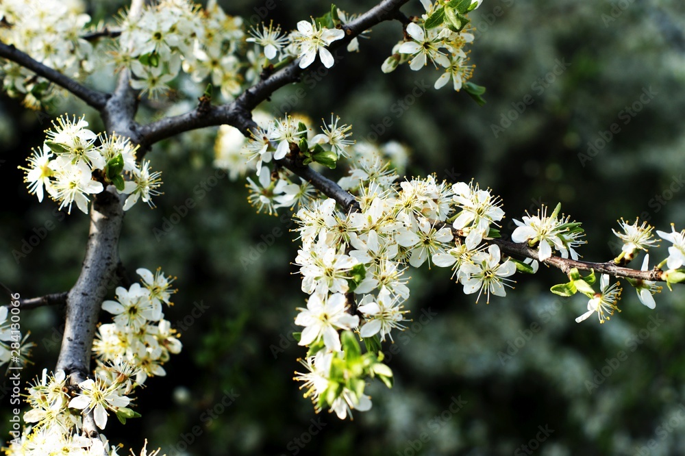 Spring border background with beautiful white flowering branches Spring border background with beautiful white flowering branches