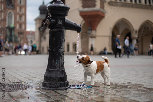 Fototapeta Naklejka Na Ścianę i Meble -  Dog plays with a city fountain. Pet in the old town. Cheerful and happy Jack Russell Terrier