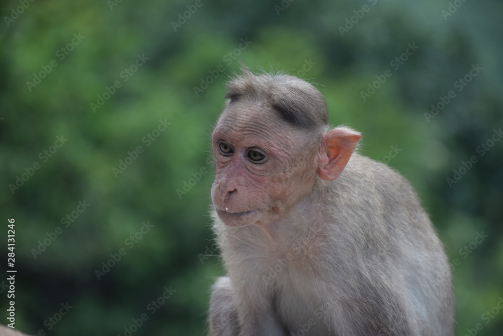 Monkey Monkey