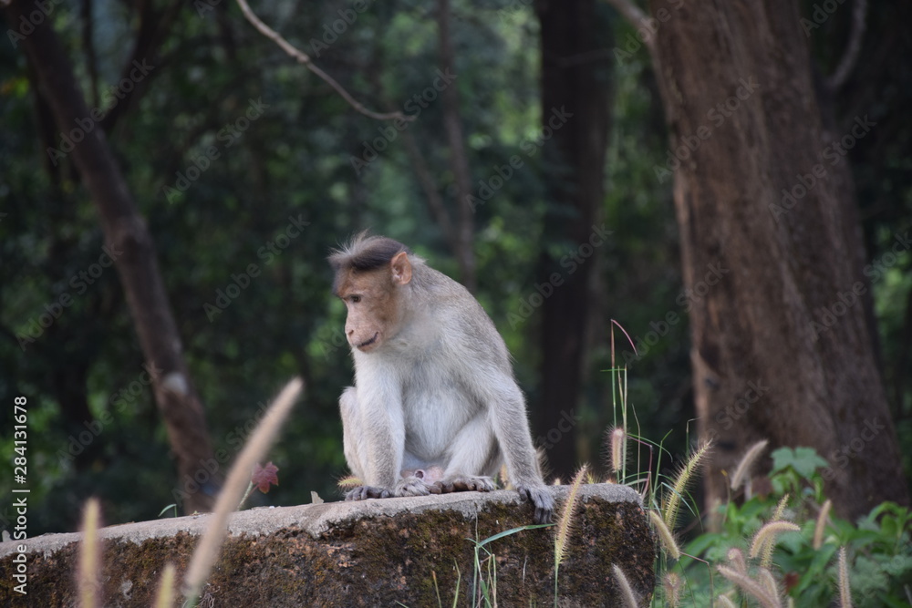 Fototapeta premium Monkey