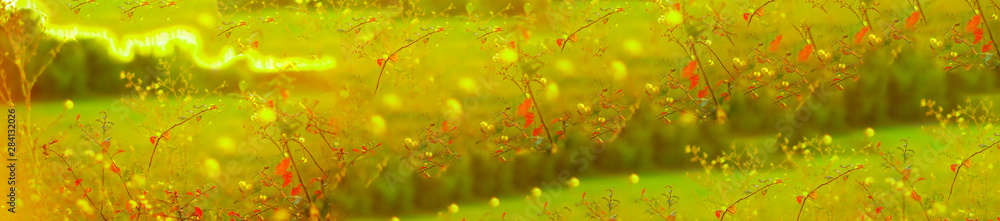  panorama of yellow flowers on a blurred background of a wheat field