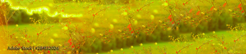  panorama of yellow flowers on a blurred background of a wheat field © Panas