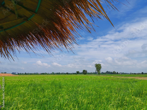 Paddy field with blue sky and white clouds. photo