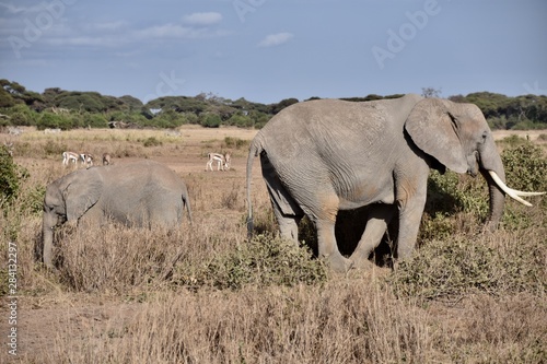 Elephant and Baby Elephant Eating in the Morning, Amboseli, Kenya