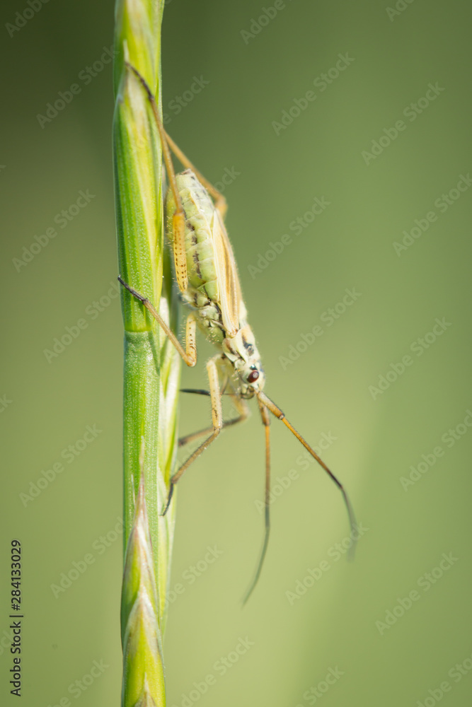 Punaise sur un brin d'herbe Punaise sur un brin d'herbe