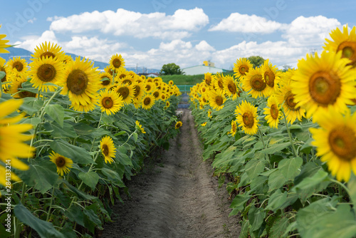 A small farm road surrounded full blooming sunflowers with blue sky and clouds in summer. Japan