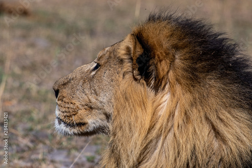 male lion face
