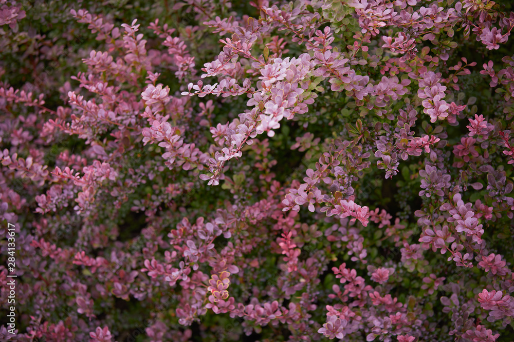 Botany backdrop, front view on fresh foliage of autumn bush Botany backdrop, front view on fresh foliage of autumn bush