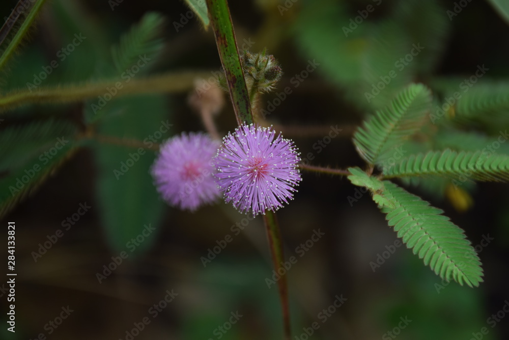 Flowers Flowers