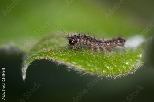 Chenille sur une feuille