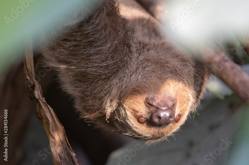 Sloth