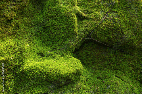 close up green moss background on rock