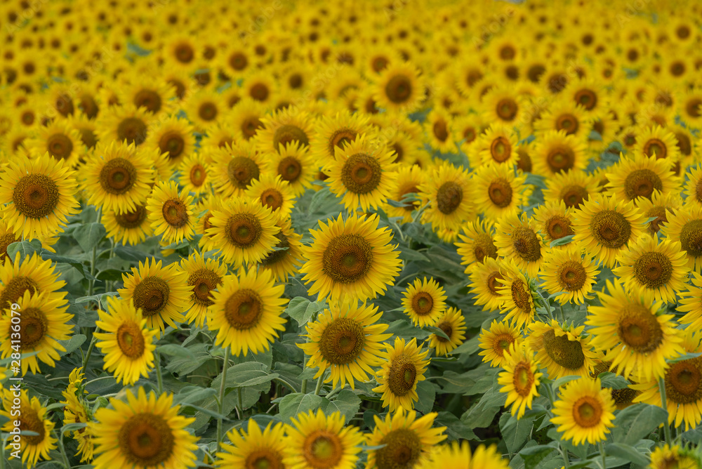 A lot of full blooming sunflowers. Sunflowers are blooming densely in the field. Summer August in Japan. A lot of full blooming sunflowers. Sunflowers are blooming densely in the field. Summer August in Japan.